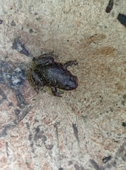 Pristimantis buckleyi