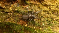 Porrhothele