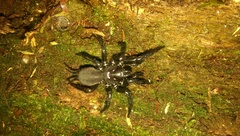 Porrhothele