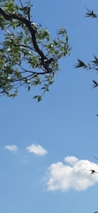 Turdus pilaris