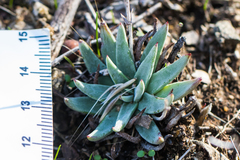 Dudleya abramsii abramsii