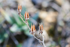 Dudleya abramsii abramsii