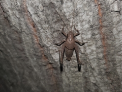 Neduba castanea