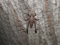 Neduba castanea