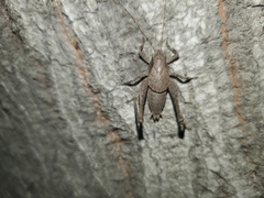 Neduba castanea