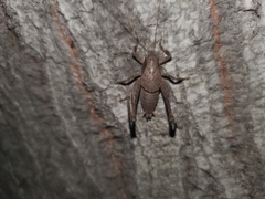 Neduba castanea