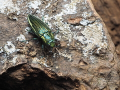 Chrysodema lewisii