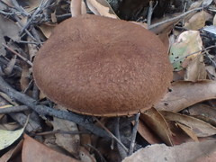 Tylopilus brunneus