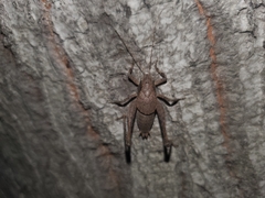 Neduba castanea