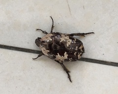 Protaetia aurichalcea