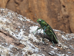 Chrysodema lewisii