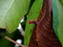 Epidaus famulus