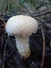 Austroboletus niveus