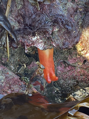 Halocynthia aurantium