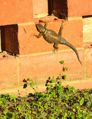 Sceloporus cyanogenys