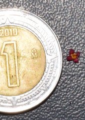 Comocladia macrophylla