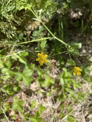Ranunculus occidentalis occidentalis