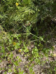 Ranunculus occidentalis occidentalis