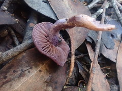 Thaxterogaster submagellanicus