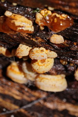 Gloeoporus phlebophorus
