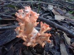 Ramaria botrytoides