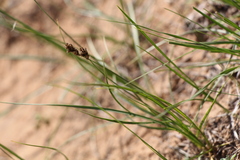 Carex stenophylla