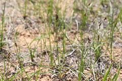 Carex stenophylla