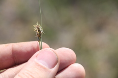 Carex stenophylla