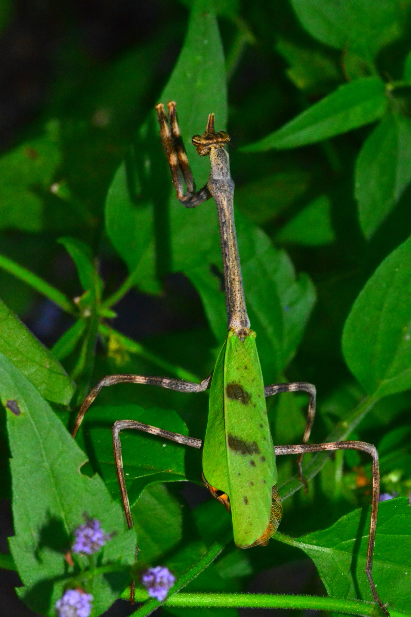 Texas Unicorn Mantis (Pseudovates chlorophaea) · iNaturalist