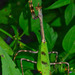 Texas Unicorn Mantis - Photo (c) Robby Deans, some rights reserved (CC BY-NC)