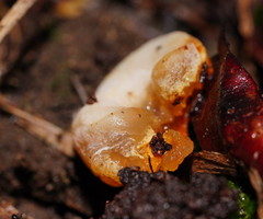 Gloeoporus phlebophorus