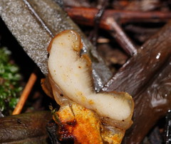 Gloeoporus phlebophorus