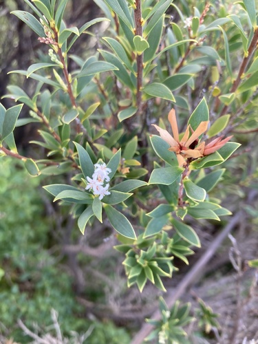 Leptecophylla parvifolia, photograph 1