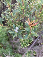 Leptecophylla parvifolia, photograph krumpianking, CC BY, iNaturalist via GBIF