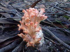Ramaria botrytoides