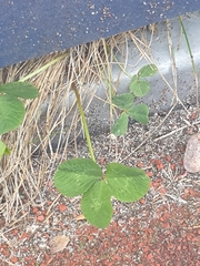 Trifolium hybridum