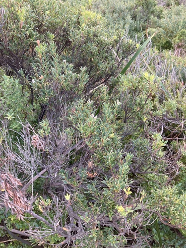 Leptecophylla parvifolia, photograph 2