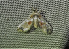 Neoleucinodes elegantalis