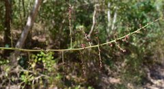 Comocladia macrophylla