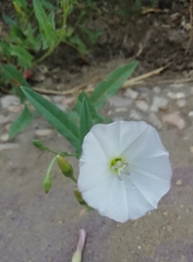 Convolvulus arvensis image