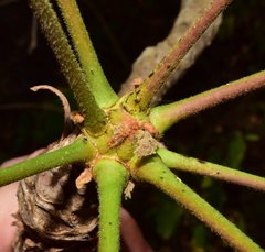 Comocladia macrophylla