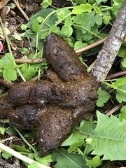 Nyctereutes procyonoides