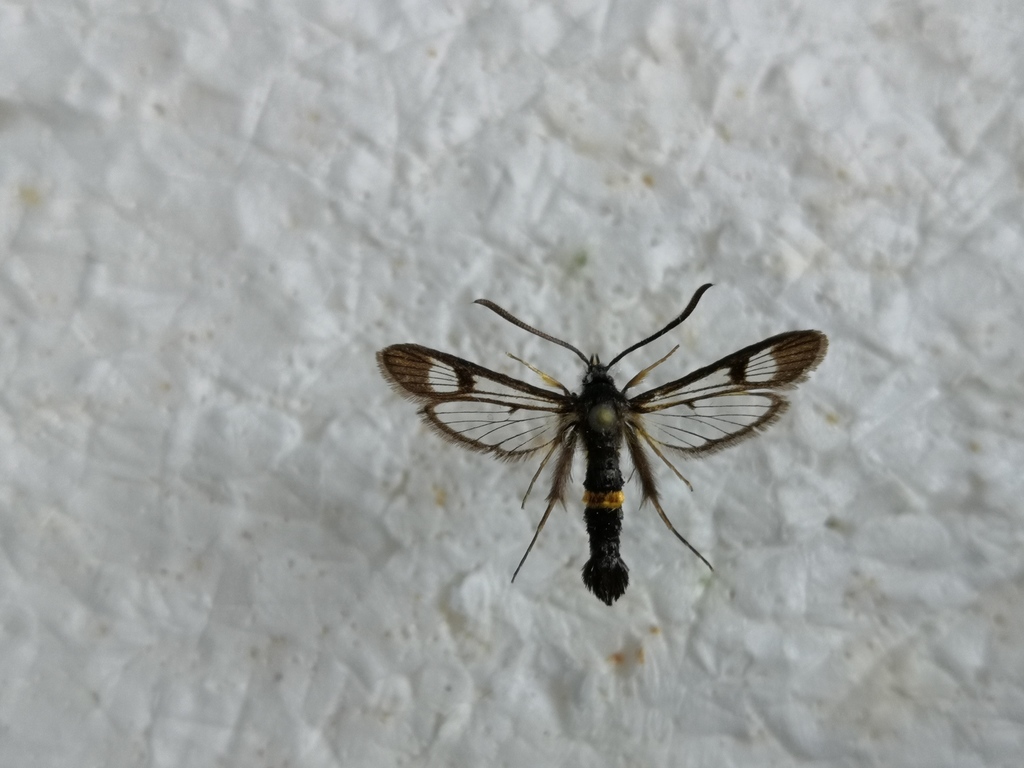 Honeysuckle clearwing moth
