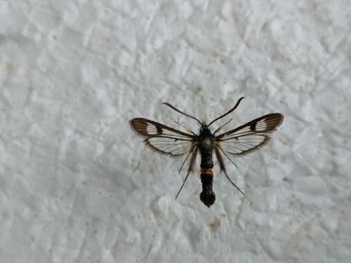 Honeysuckle clearwing moth