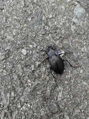 Carabus amplipennis