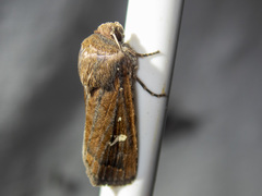 Proteuxoa bistrigula