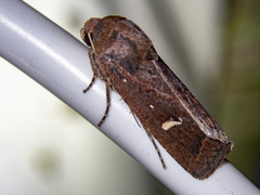 Proteuxoa bistrigula
