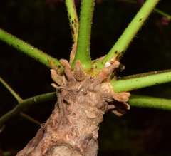 Comocladia macrophylla