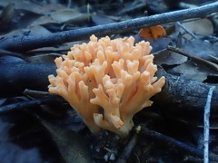 Ramaria anziana