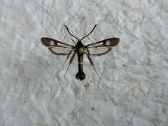 Synanthedon soffneri